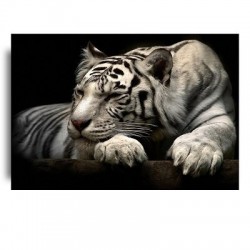 Obraz białego tygrysa...