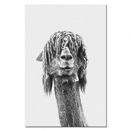 Czarny biały Alpaca plakat...