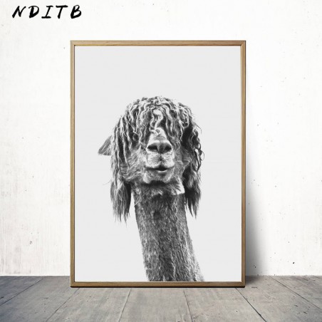 Czarny biały Alpaca plakat...