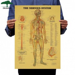 DLKKLB układ nerwowy plakat...