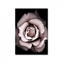 Różowa róża kwiat plakat na...