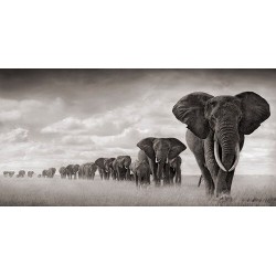 Czarna afryka słonie dzikie...