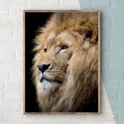 Dzikie zwierzę lew plakat...