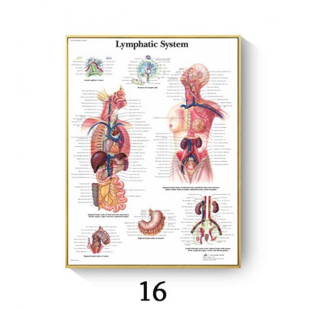 System mięśni anatomii...