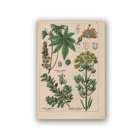 Botaniczna kolekcja Vintage...
