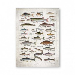Ryby plakat w stylu vintage...