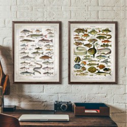 Ryby plakat w stylu vintage...
