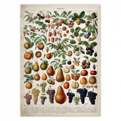 Vintage owoce warzywa grzyb...