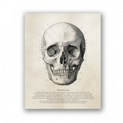 Anatomia człowieka czaszka...