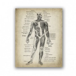 Anatomia człowieka płótno...