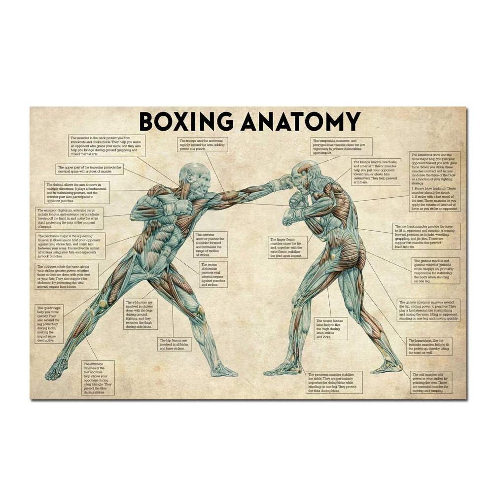 Plakat anatomia boksera vintage do siłowni Wzór 1