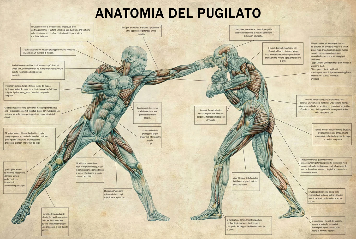 Plakat anatomia boksera vintage do siłowni Wzór 2