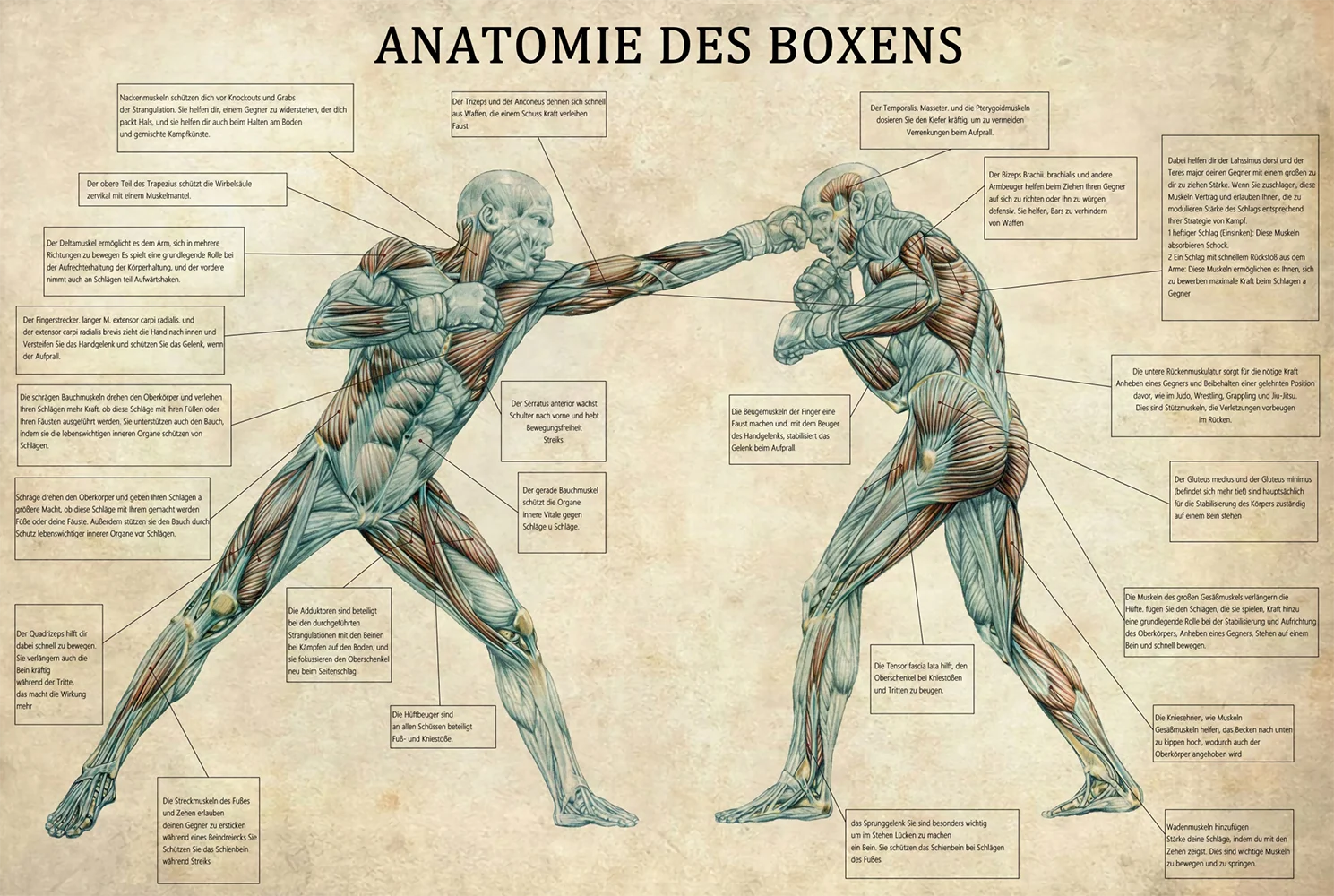 Plakat anatomia boksera vintage do siłowni Wzór 3
