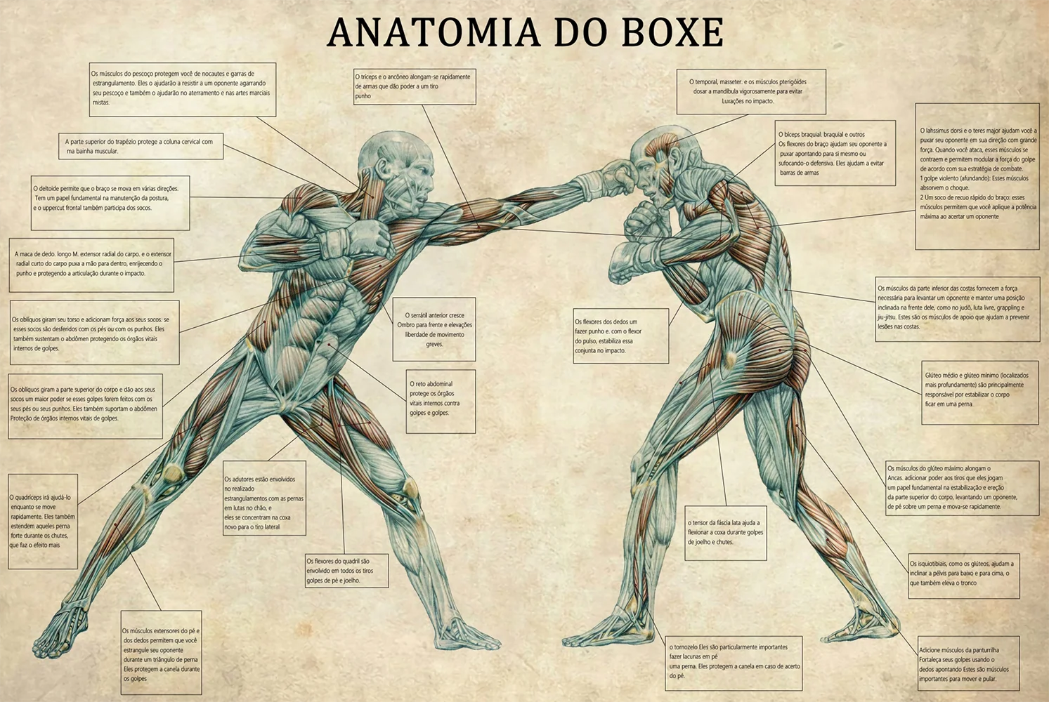 Plakat anatomia boksera vintage do siłowni Wzór 4