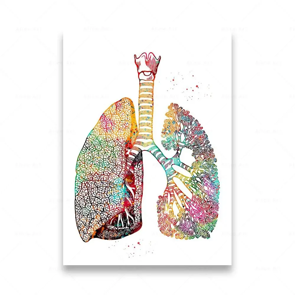 Plakat anatomia człowieka na płótnie Biały