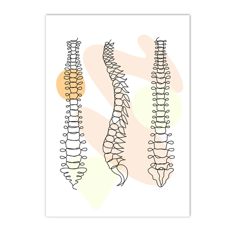 Plakat anatomia człowieka - szkielet i narządy śliwka