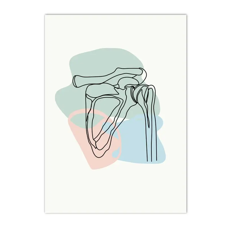 Plakat anatomia człowieka - szkielet i narządy Wielo