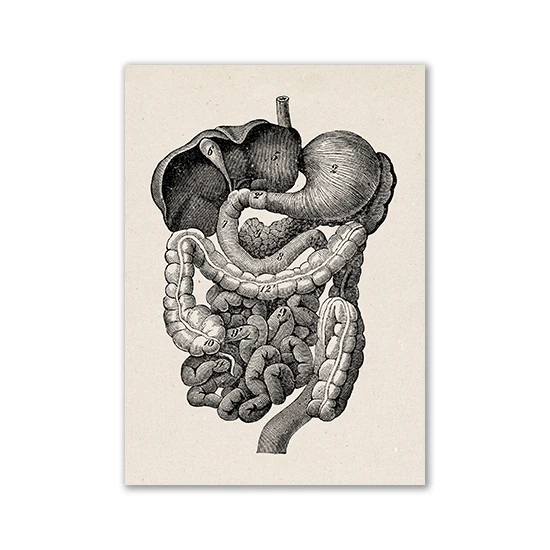 Anatomia człowieka - plakat vintage Armijna zieleń