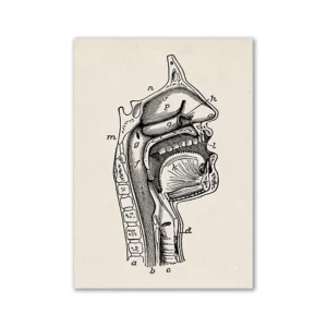 Anatomia człowieka - plakat vintage Beżowy