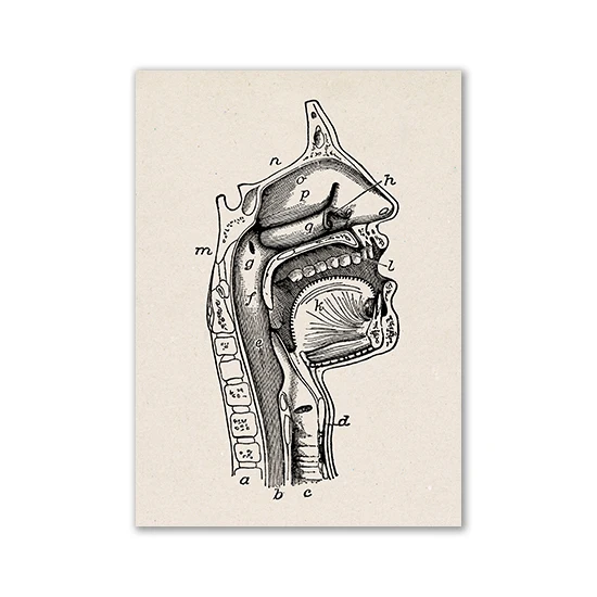 Anatomia człowieka - plakat vintage Beżowy