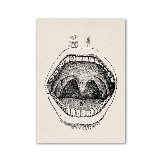 Anatomia człowieka - plakat vintage Błękitny
