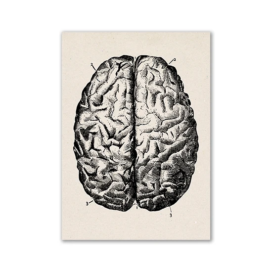 Anatomia człowieka - plakat vintage Burgundia