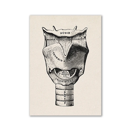 Anatomia człowieka - plakat vintage Czekolada