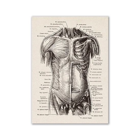 Anatomia człowieka - plakat vintage Fioletowy