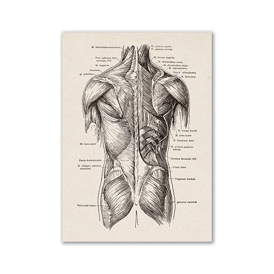 Anatomia człowieka - plakat vintage Jasnoszary