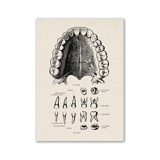Anatomia człowieka - plakat vintage Kolba
