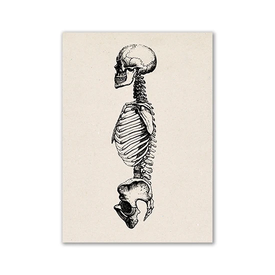 Anatomia człowieka - plakat vintage Różowy