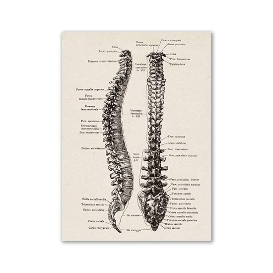 Anatomia człowieka - plakat vintage Zielony