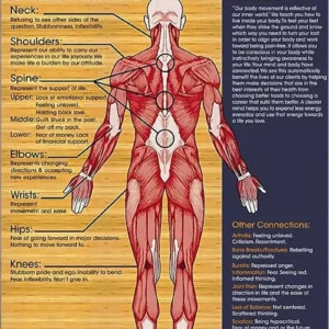 Plakat anatomiczny - mięśnie i budowa ciała Wzór 1