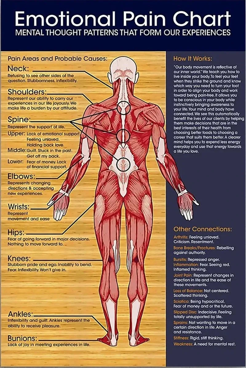 Plakat anatomiczny - mięśnie i budowa ciała Wzór 1