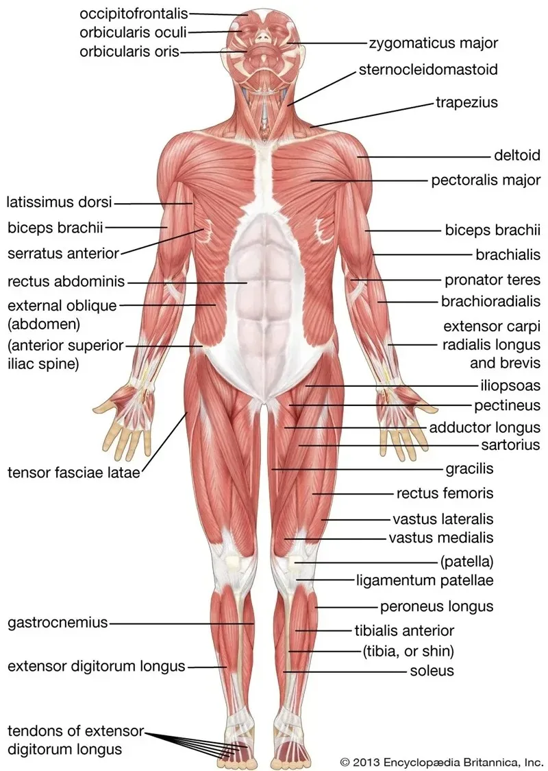 Plakat anatomiczny – mięśnie i budowa ciała Wzór 10