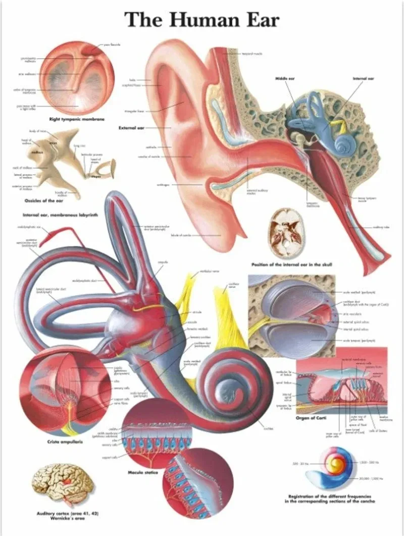 Plakat anatomiczny - mięśnie i budowa ciała Wzór 2