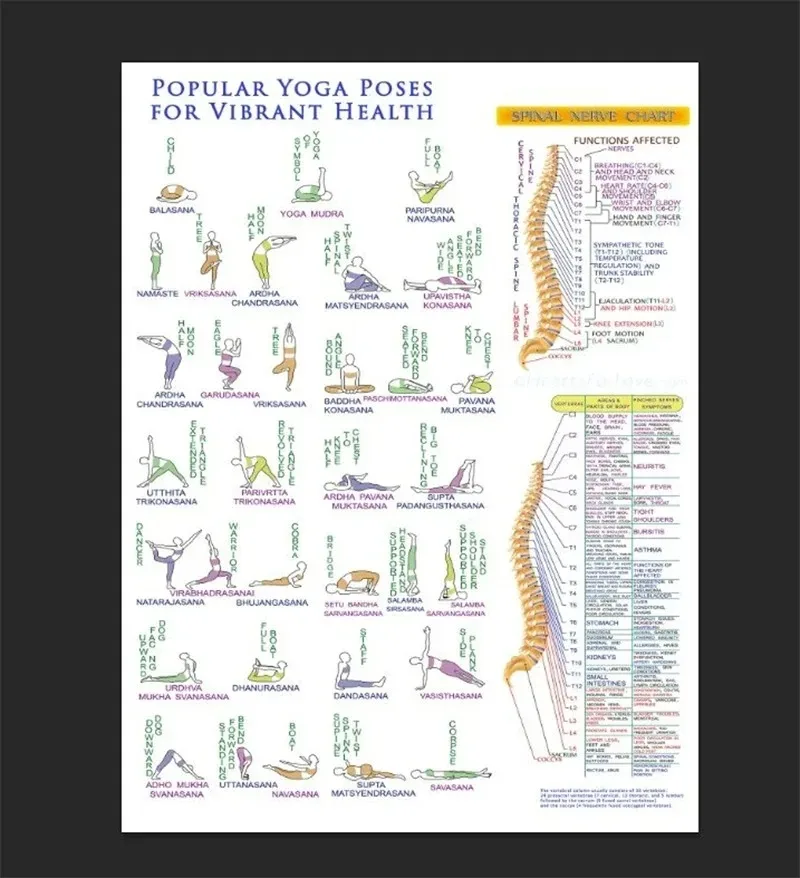 Plakat anatomiczny - mięśnie i budowa ciała Wzór 4