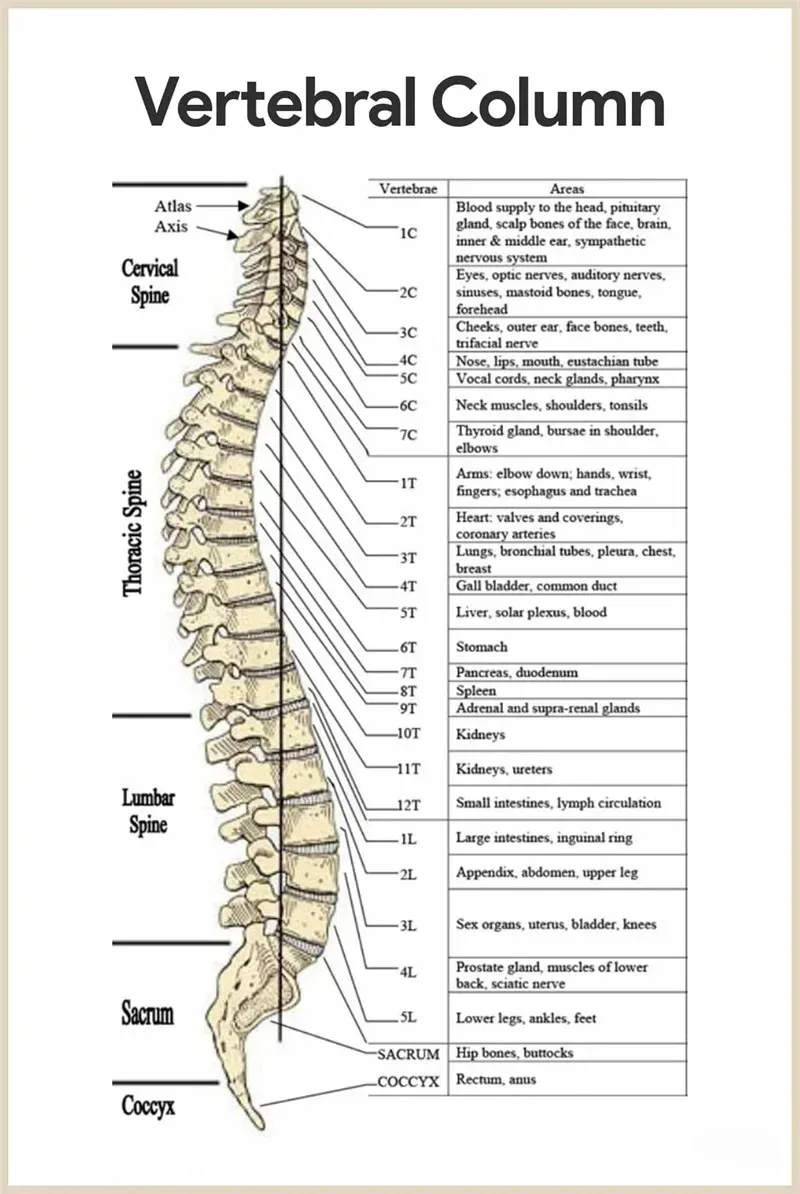 Plakat anatomiczny - mięśnie i budowa ciała Wzór 5