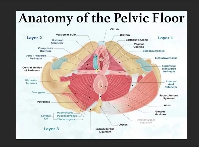 Plakat anatomiczny - mięśnie i budowa ciała Wzór 6