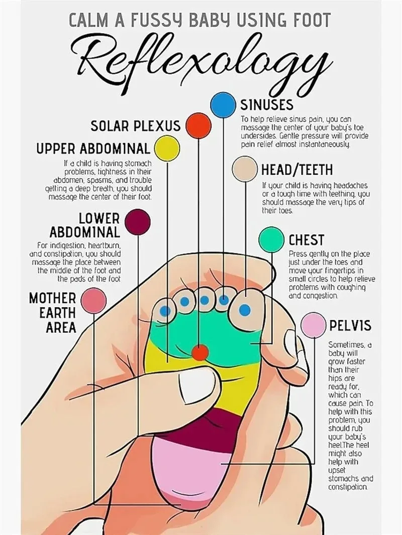 Plakat anatomiczny - mięśnie i budowa ciała Wzór 7