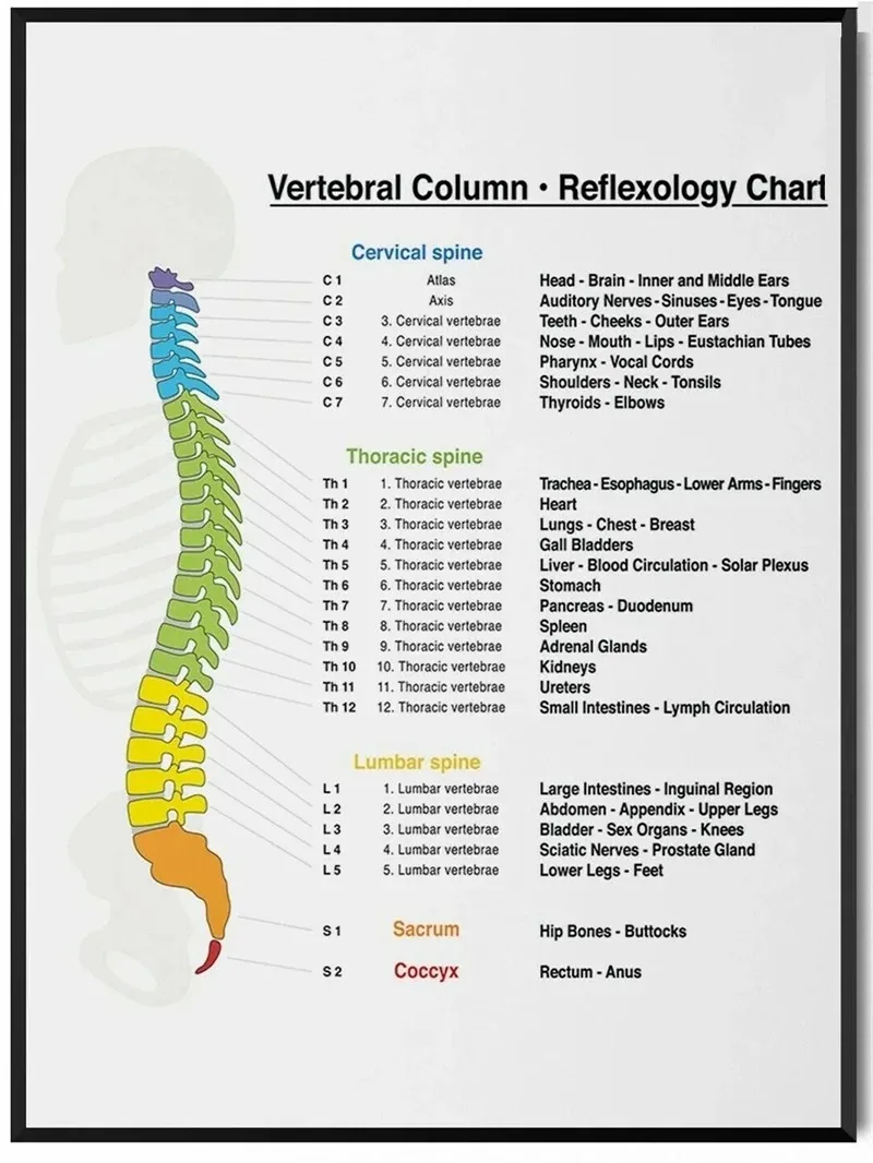 Plakat anatomiczny - mięśnie i budowa ciała Wzór 8