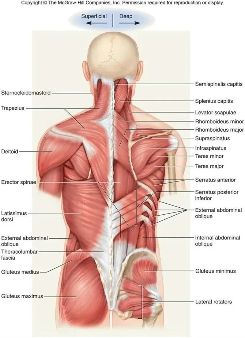 Plakat anatomiczny – mięśnie i budowa ciała Wzór 9