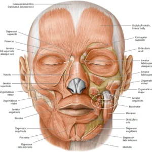 Plakat anatomiczny - mięśnie twarzy i szyi Wzór 1