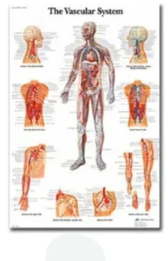 Plakat anatomiczny układ mięśniowy Armijna zieleń