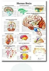 Plakat anatomiczny układ mięśniowy Błękitny