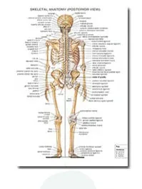 Plakat anatomiczny układ mięśniowy Brązowy