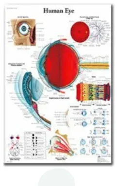 Plakat anatomiczny układ mięśniowy Khaki