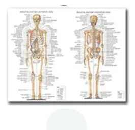Plakat anatomiczny układ mięśniowy Ciemny szary