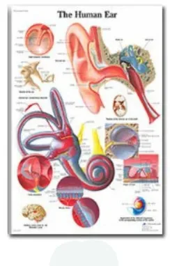Plakat anatomiczny układ mięśniowy Czekolada