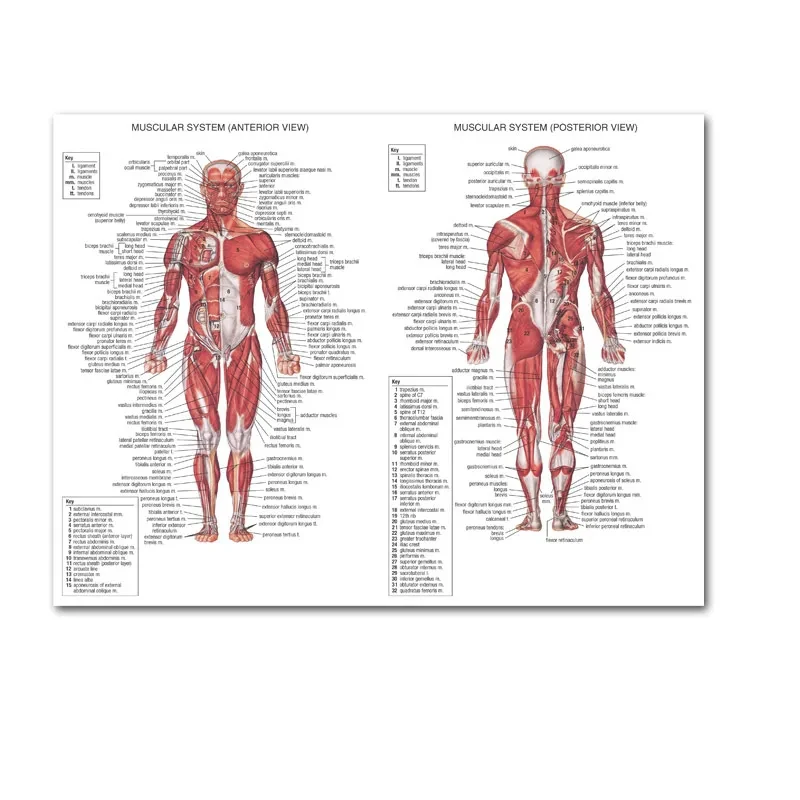 Plakat anatomiczny układ mięśniowy Fioletowy